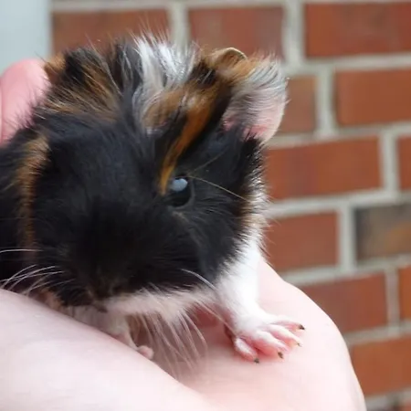 아파트 Thiele 쉴리그