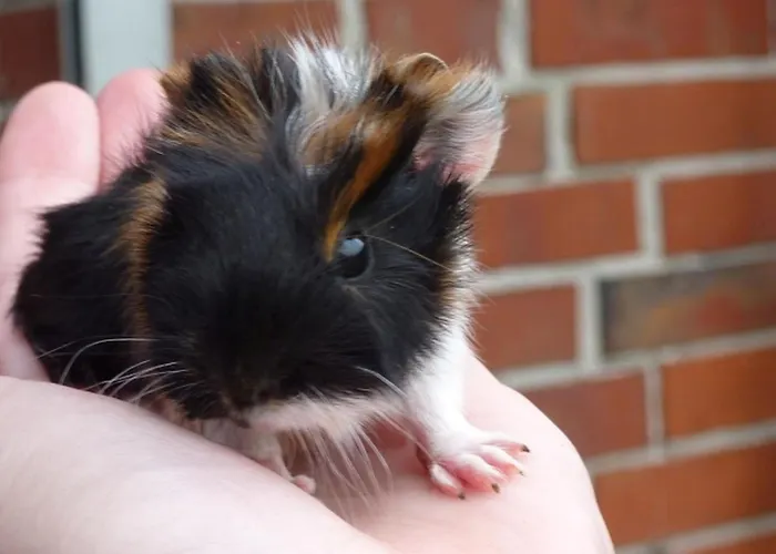 Apartamento Thiele Schillig